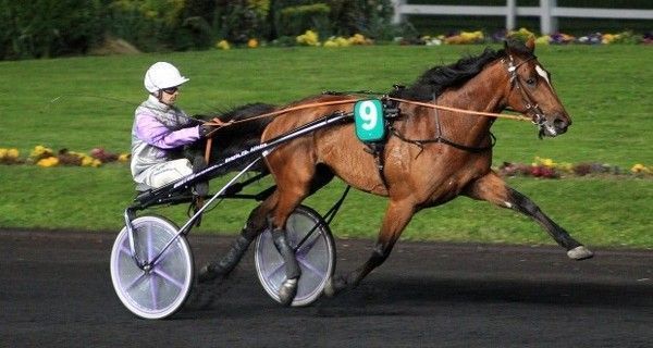 Le champion Charly du Noyer.